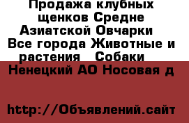 Продажа клубных щенков Средне Азиатской Овчарки - Все города Животные и растения » Собаки   . Ненецкий АО,Носовая д.